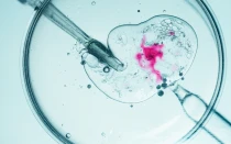 Primer plano de la fertilización in vitro en una placa de Petri.